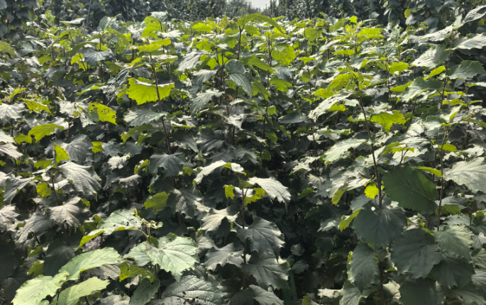 1761120645859104.png image.png